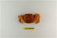 藏品(白紋方蟹)的圖片